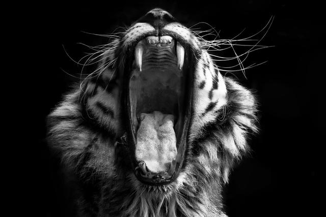 Roaring tiger