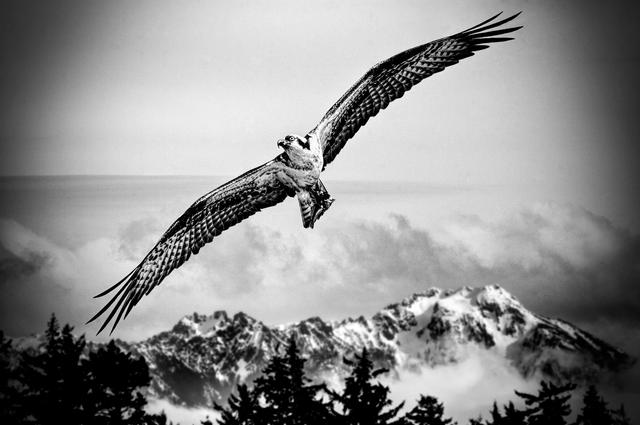 Image of eagle flying