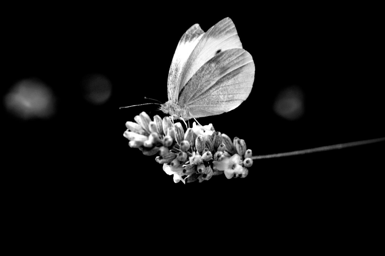 Large white butterfly