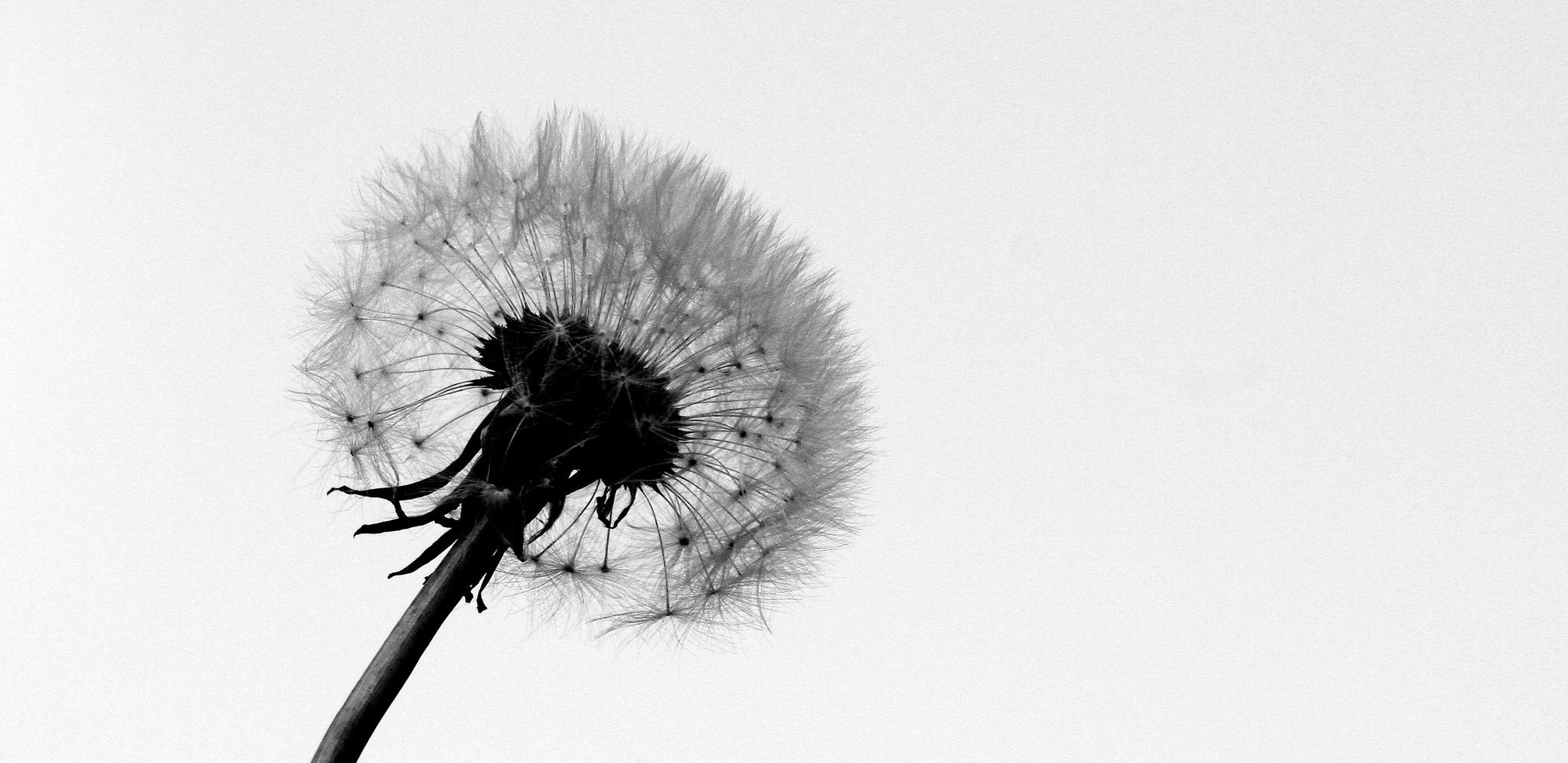 Black and white shot of dandelion seeds