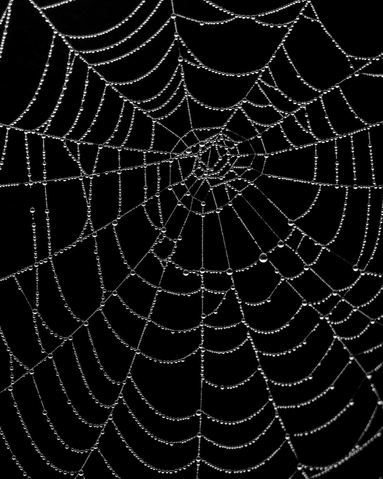 A spider's web glistens in white against a black background