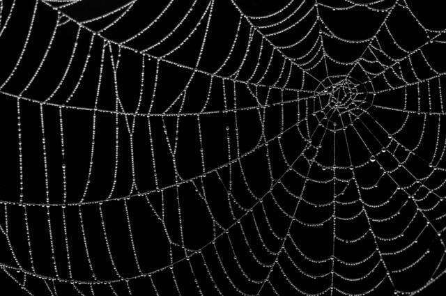 A spider web