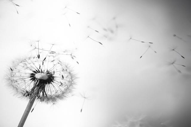 closeup of a fluffy dandelion