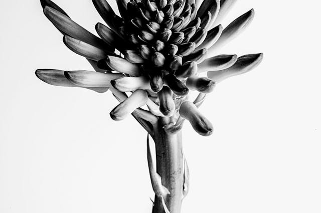 Flower on light grey background