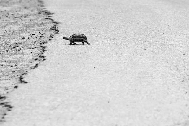 A single turtle walking along an empty beach