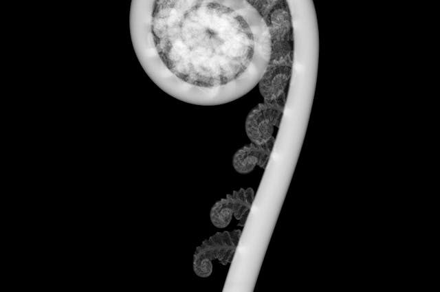 A close up of a tentacle, in black and white