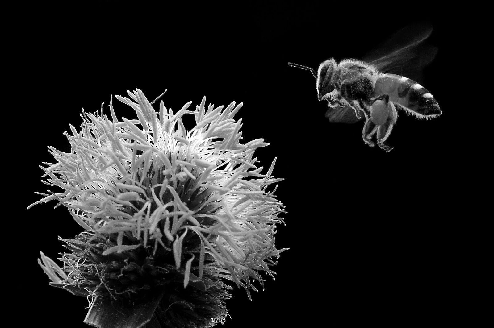 Bee hovering over a flower