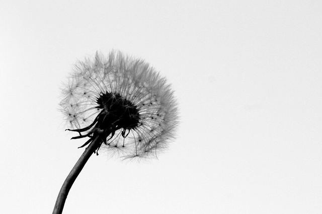 A late season dandelion ready for it's seeds to be dispersed