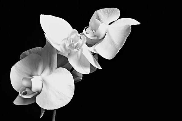 Orchids against a black background